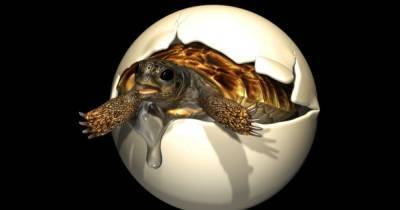 Яйцо эпохи динозавров. Ученые обнаружили идеально сохранившийся эмбрион возрастом 90 млн лет - focus.ua - Китай - Украина