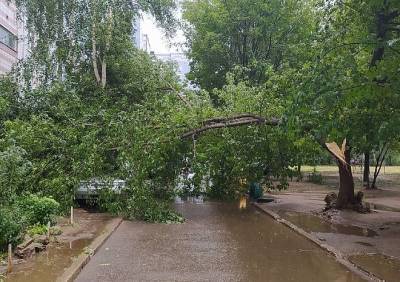 В Недостоеве на машину рухнуло дерево - ya62.ru - Рязань