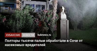 Полторы тысячи пальм обработали в Сочи от насекомых-вредителей - kubnews.ru - Сочи - Краснодарский край - район Центральный, Сочи