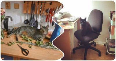 Коты, которые считают себя хозяева квартиры - skuke.net
