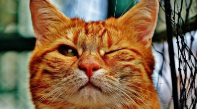 Учёные выяснили, понимают ли кошки человеческую речь - skuke.net