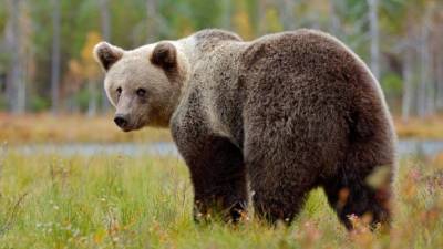 Медведь в поисках еды пришел в один из жилых кварталов Адлера - 5-tv.ru - Сочи - Австралия - Адлер