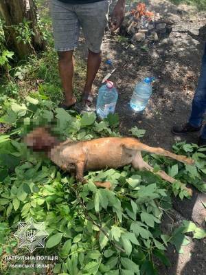 Иностранцам, пытавшимся пожарить козлятину в парке во Львове, может грозить до 8 лет за решеткой - rupor.info - Львов - Львовская обл.