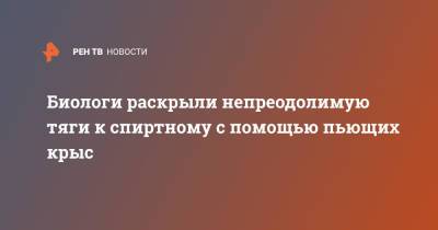 Биологи раскрыли непреодолимую тяги к спиртному с помощью пьющих крыс - ren.tv