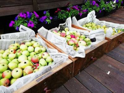 Православные празднуют Яблочный Спас - rosbalt.ru - Россия