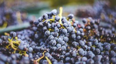 Выращивание винограда: словарь терминов профессионального виноградаря - skuke.net - Виноград