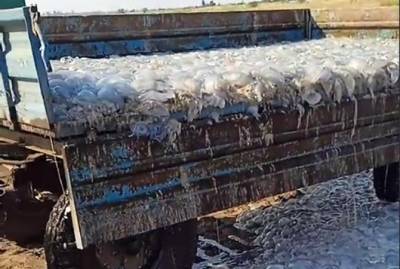 В Минздраве рассказали об опасности яда медуз и посоветовали купаться в гидрокостюме - kp.ua - Украина
