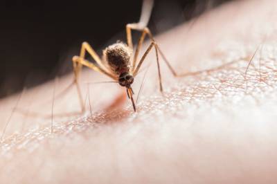 Врачи выявили на Украине три случая передаваемой комарами опасной болезни - news.vse42.ru - Украина