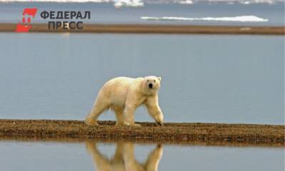 На Ямале создают «медвежий спецназ» - fedpress.ru - Салехард