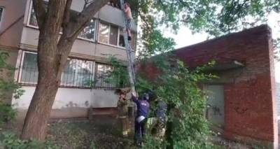 Луганчанин рано утром залез на чужой абрикос «набрать на варенье», а слезть сам не смог. ФОТО - cxid.info - Луганск