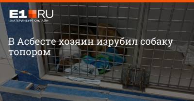 В Асбесте хозяин изрубил собаку топором - e1.ru - Екатеринбург