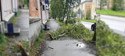 Ветка тополя чуть не убила женщину на севере Карелии (ФОТО) - stolicaonego.ru - республика Карелия