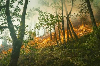 Валерий Фадеев - СПЧ доработал и повторно направил в кабмин рекомендации по борьбе с лесными пожарами - pnp.ru - Россия