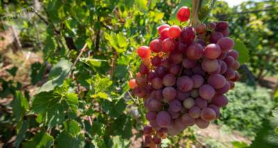 Виноград содержит вещества, способные бороться с раком - открытие японских ученых - ru.armeniasputnik.am - Армения - Япония - Виноград