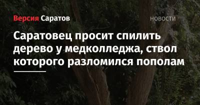 Саратовец просит спилить дерево у медколледжа, ствол которого разломился пополам - nversia.ru - Саратов