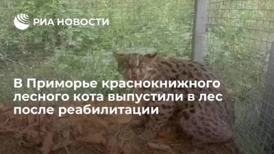 Краснокнижного дальневосточного лесного кота выпустили в лес в Приморье после реабилитации - ria.ru - Россия - Приморье край - Владивосток