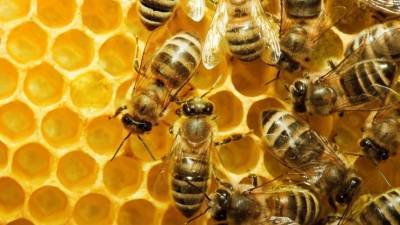 Пользователи сети обсуждают оригинальный способ медитации с пчелами - 5-tv.ru - Россия - Сочи