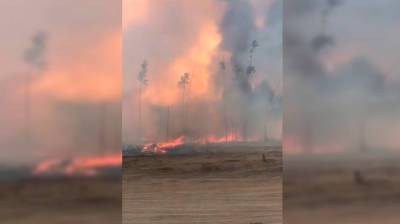 В Воронежской области вспыхнул третий за день крупный ландшафтный пожар - vestivrn.ru - Воронежская обл. - Солнечный
