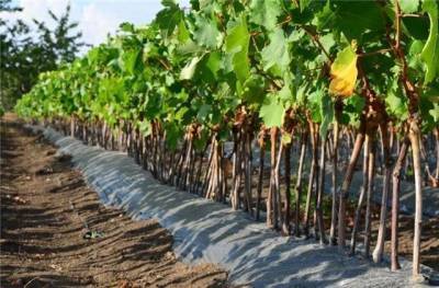 Выращивание саженцев винограда - skuke.net - Виноград