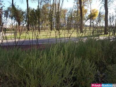 Концентрация пыльцы амброзии в воздухе в Ростовской области достигло критической отметки - privet-rostov.ru - Ростовская обл.