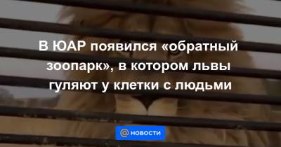 В ЮАР появился «обратный зоопарк», в котором львы гуляют у клетки с людьми - news.mail.ru - Юар