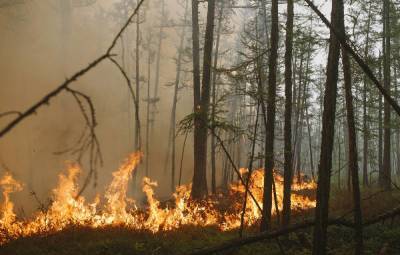 Лесной пожар в Марий Эл перекинулся на постройки - tass.ru - респ. Марий Эл - район Медведевский
