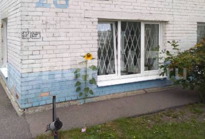 Тяга к жизни: подсолнух пробился сквозь асфальт в Красносельском районе Петербурга - online47.ru - Петербурга