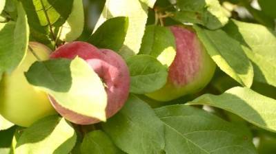 В Пензенской области садоводы приготовили напиток из яблок - penzainform.ru - Пензенская обл.
