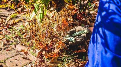 Осенняя обрезка цветника: какие растения надо обрезать в зиму? - skuke.net - Виноград
