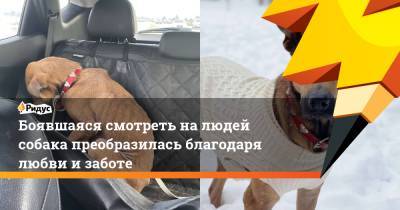 Боявшаяся смотреть на людей собака преобразилась благодаря любви и заботе - ridus.ru