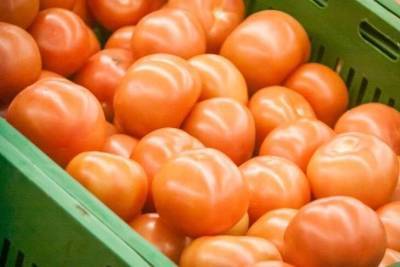 Почему помидоры в теплице выросли несладкие: как это исправить - skuke.net