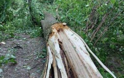 Во Львове во время урагана погибли два человека - korrespondent.net - Украина - Львов - Львовская обл.