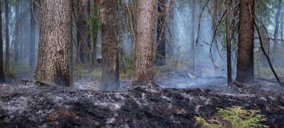 В Карелии монахи назвали причину пожара на острове, где расположен скит Валаамского монастыря - stolicaonego.ru - республика Карелия
