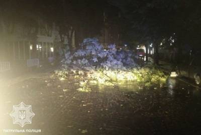 Во Львове упавшее дерево убило двух людей - kp.ua - Украина - Киев - Киевская обл. - Львов - Харьковская обл. - Николаевская обл. - Одесская обл. - Львовская обл.