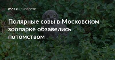 Полярные совы в Московском зоопарке обзавелись потомством - mos.ru - Москва