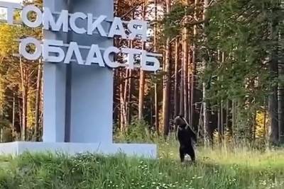 Дикий медведь встречает у дороги въезжающих в Томскую область - tayga.info - Томская обл.