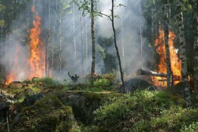 В Баймакском районе Башкирии горит 6,1 га леса - ufa.mk.ru - Башкирия - район Баймакский