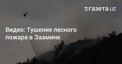 Видео: Тушение лесного пожара в Заамине - gazeta.uz - Узбекистан - Джизакская обл.