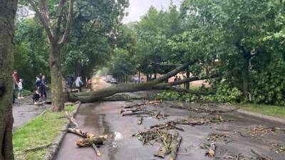 Во Львове рухнувшее от ветра дерево убило двух человек - eadaily.com - Украина - Львов - Бердянск