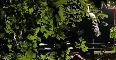 Непогода во Львове: рухнувшее дерево убило курсанта и его девушку (видео) - focus.ua - Украина - Львов
