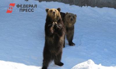 Экологи ожидают, что сибирские медведи будут выходить к людям все чаще - fedpress.ru - Красноярский край - Красноярск - Новосибирская обл. - Томская обл. - Экология