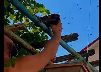 Пасечник разобрал улей с дикими пчелами голыми руками - vologda-poisk.ru - Анапа