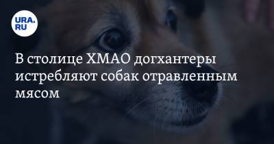 В столице ХМАО догхантеры истребляют собак отравленным мясом - ura.news - Ханты-Мансийск - Югра
