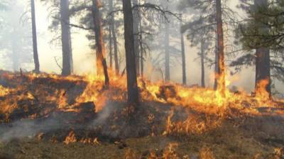 300 пожарных привлекли к тушению лесного пожара на полуострове Пелопоннес - trend.az - Греция