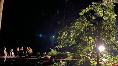 Непогода забрала жизни людей во Львове: дерево упало на молодую пару - politeka.net - Украина - Львов - Винницкая обл.