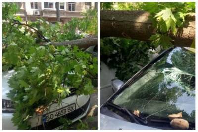 ЧП в центре Одессы: рухнувшее дерево раздавило авто туристов, "приехали на отдых с детьми" - politeka.net - Украина - Одесса