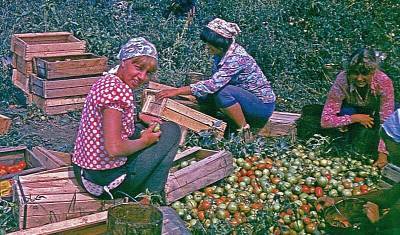 Всесоюзная битва за помидоры: чем запомнился август 1978 года - newizv.ru