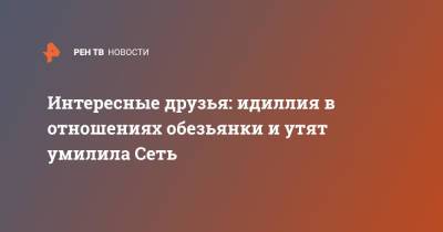Интересные друзья: идиллия в отношениях обезьянки и утят умилила Сеть - ren.tv