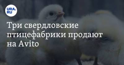 Три свердловские птицефабрики продают на Avito - ura.news - Свердловская обл.