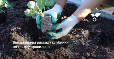 Высаживаем рассаду клубники на грядку правильно - skuke.net